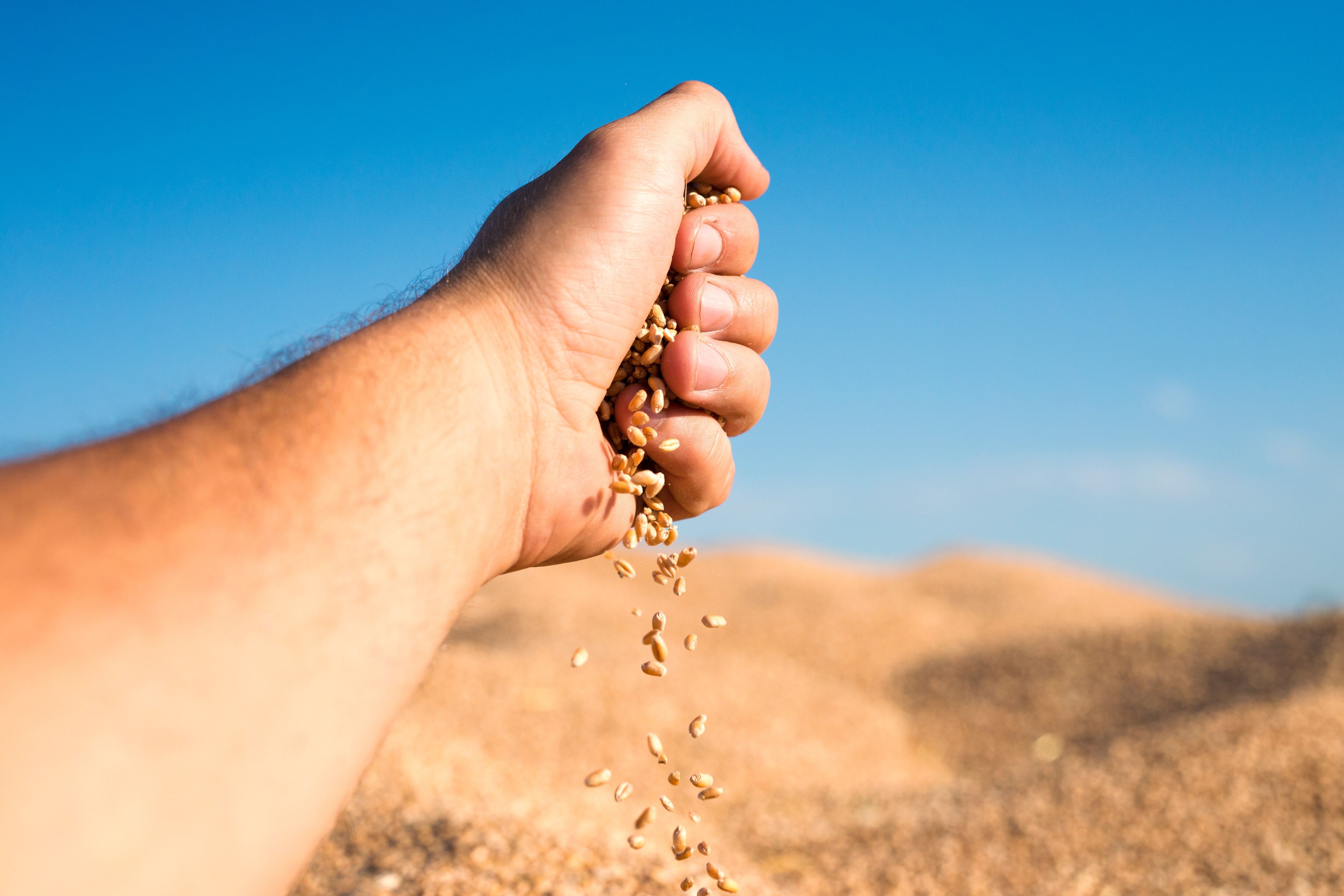 Wheat-Sowing Area Rises 1.38% To Cover 320 Lakh Hectares