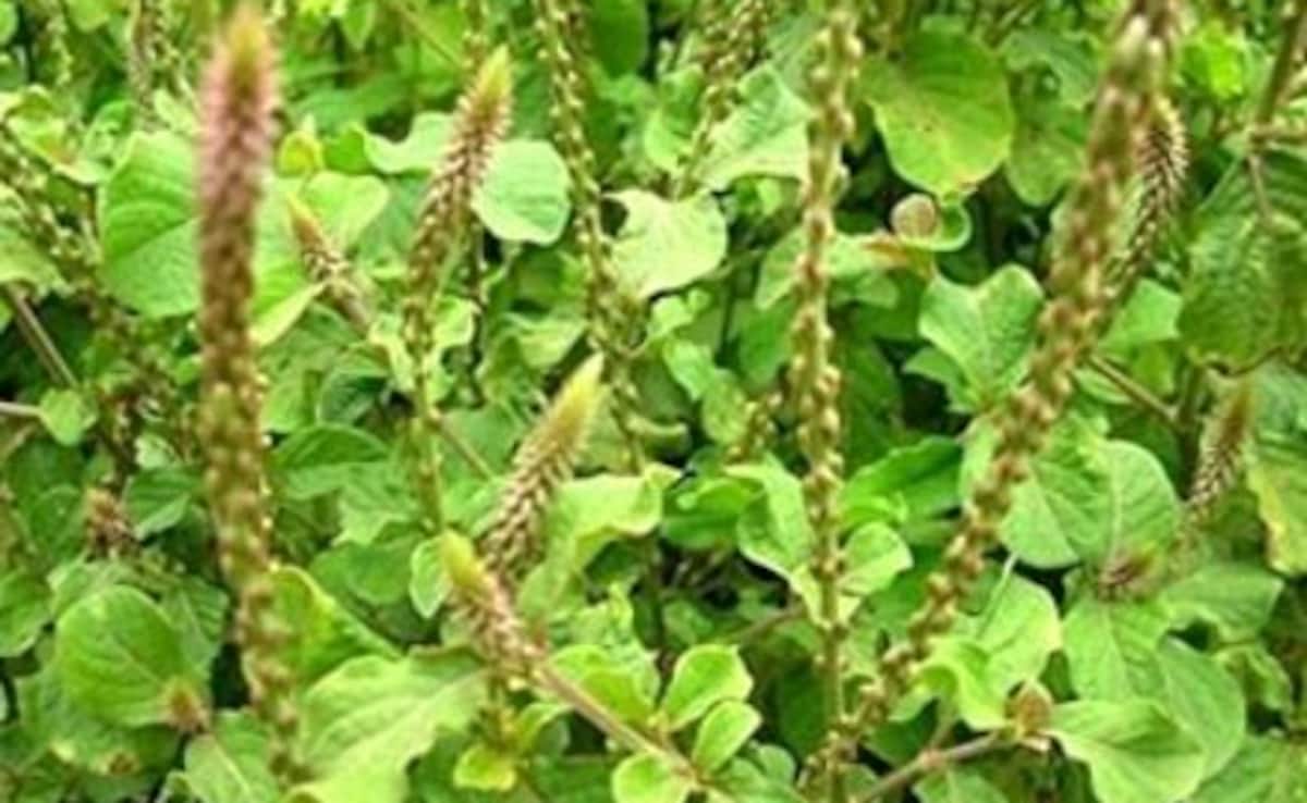 Latest and Breaking News on NDTV Latest and Breaking News on NDTV