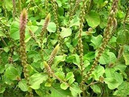 पथरी से लेकर मोटापा तक में फायदेमंद है इस पौधे की जड़ का काढ़ा