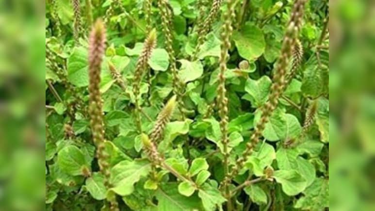 पथरी से लेकर मोटापा तक में फायदेमंद है इस पौधे की जड़ का काढ़ा