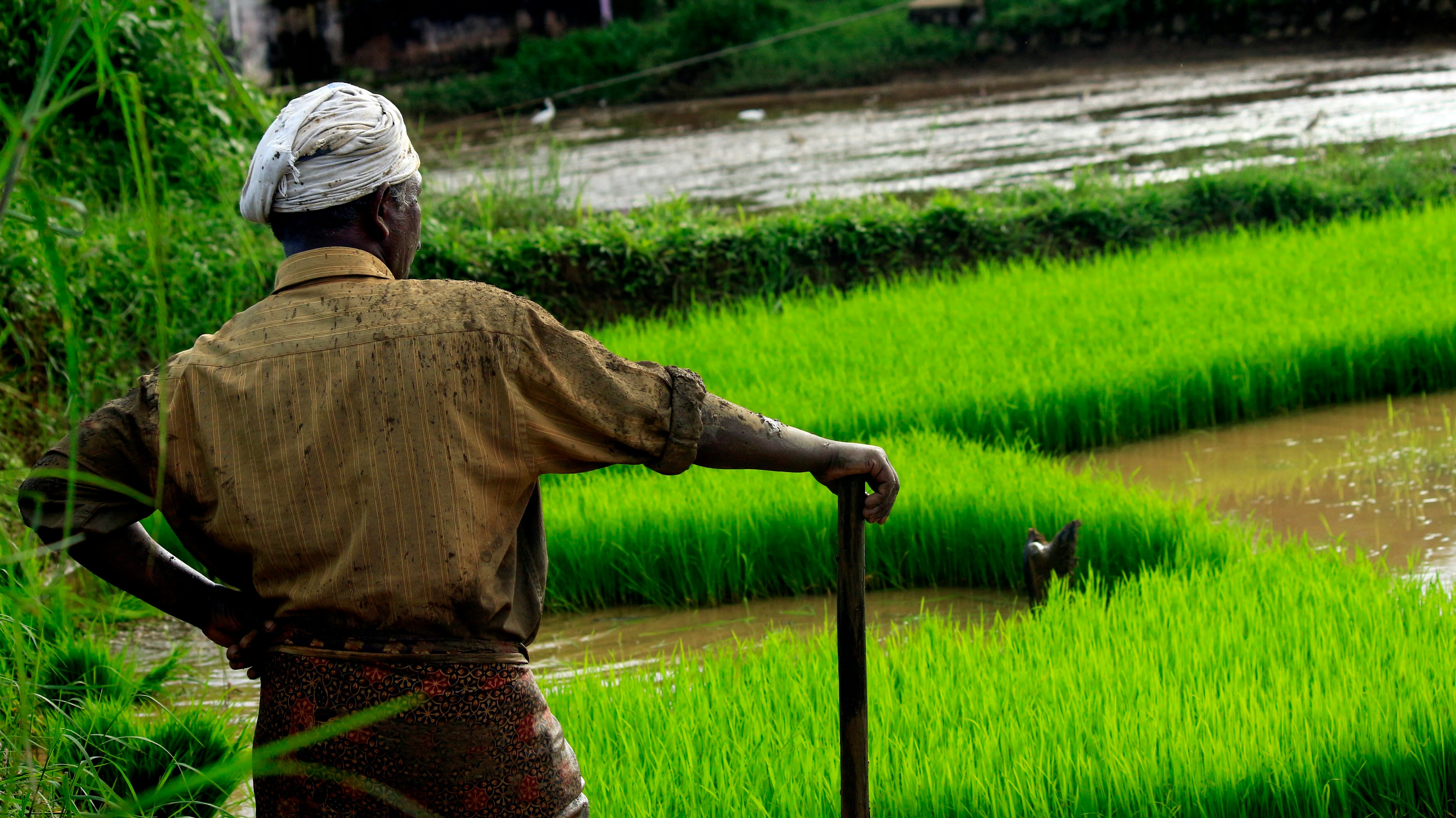 Foodgrain Output Set To Scale New Peak In 2025 As Farm Sector Eyes 4% ...