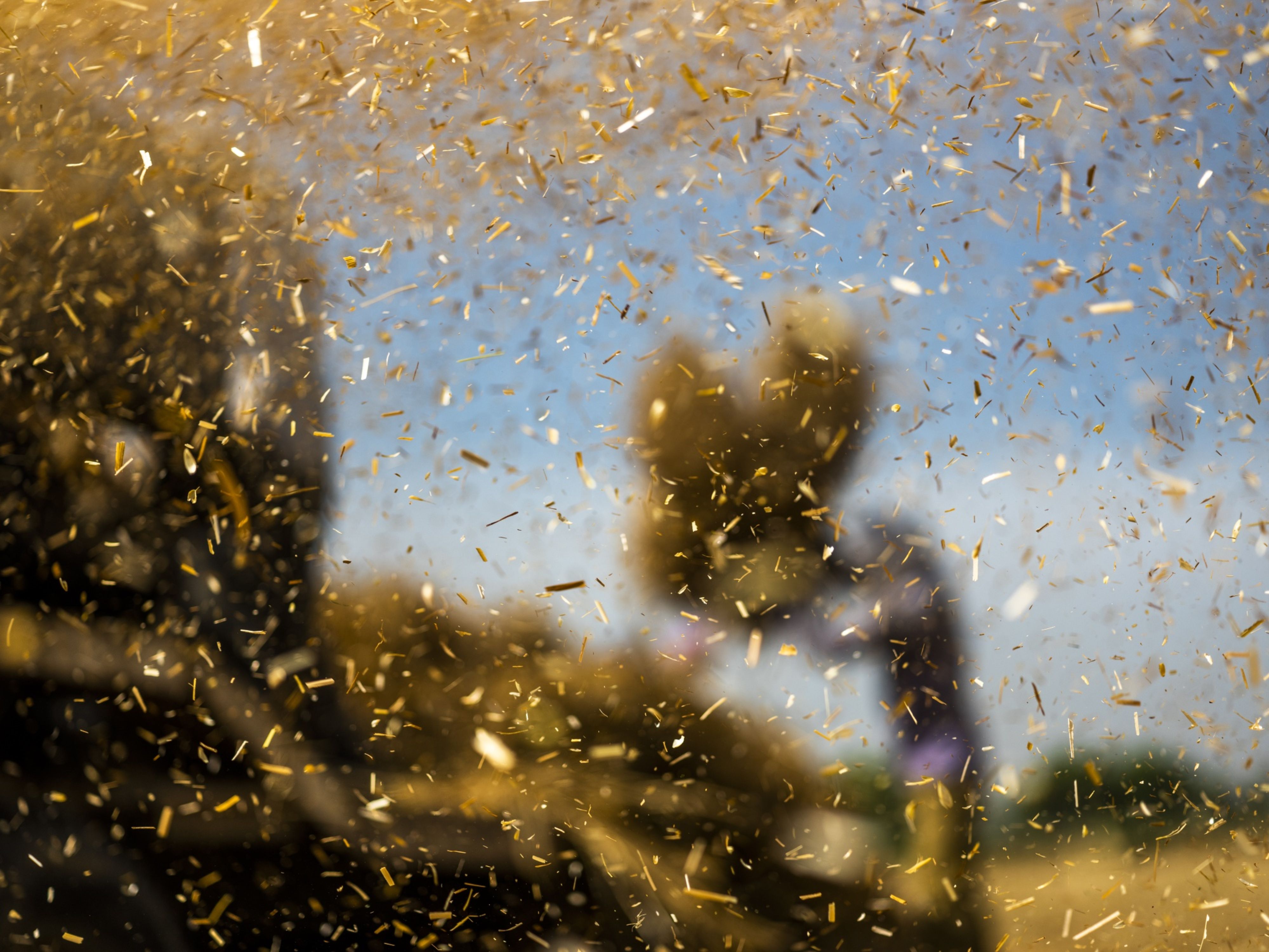 Separating The Wheat From The Chaff In India’s Farm Policy