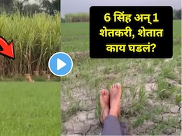Viral Video : एक दोन नव्हे 6 सिहांनी शेतात लावली होती फिल्डिंग..शेतकऱ्याने कॅमेरा झूम करताच घडलं असं काही..