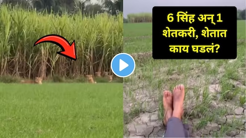 Viral Video : एक दोन नव्हे 6 सिहांनी शेतात लावली होती फिल्डिंग..शेतकऱ्याने कॅमेरा झूम करताच घडलं असं काही..