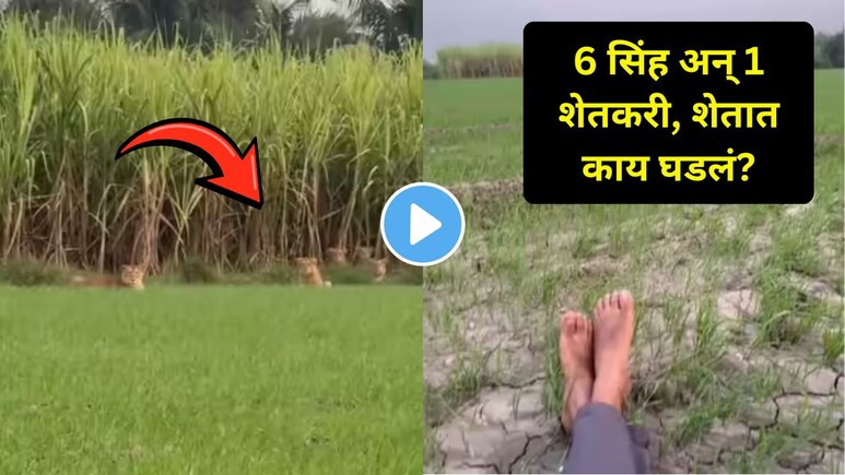 Viral Video : एक दोन नव्हे 6 सिहांनी शेतात लावली होती फिल्डिंग..शेतकऱ्याने कॅमेरा झूम करताच घडलं असं काही..