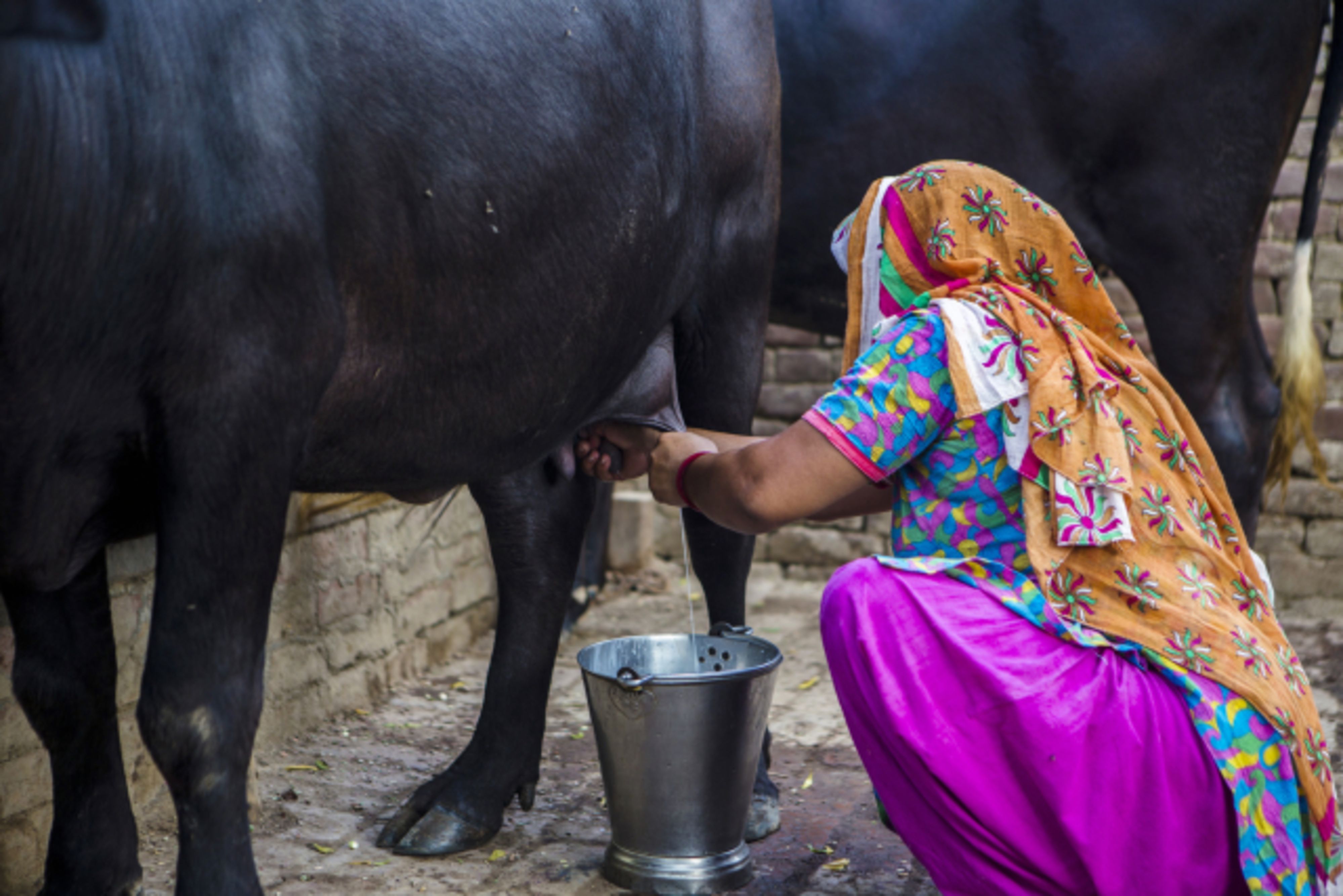 ICICI Securities: Dairy Firms To Defer  Hikes Due To Lower Milk Procurement Prices