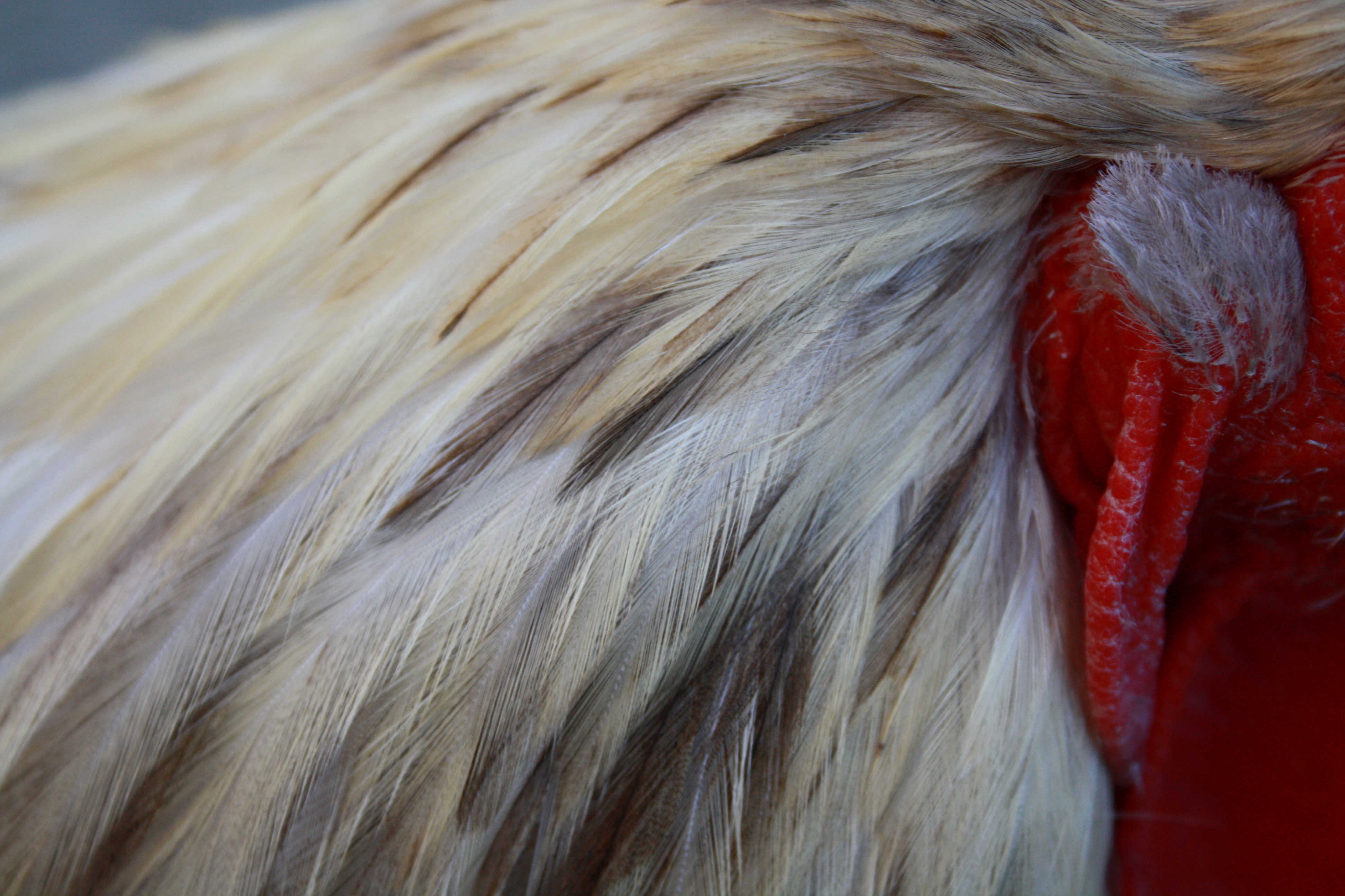 Bird Flu Is So Bad That Japan&rsquo;s Running Out of Land to Bury Chickens