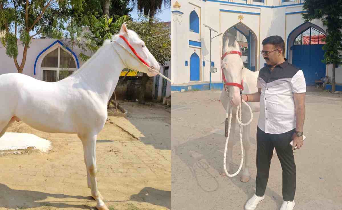 लखनऊ से चोरी हुआ ईरानी नस्ल का सफेद घोड़ा, सुराग देने वाले को मिलेगा बंपर इनाम