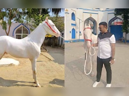लखनऊ से चोरी हुआ ईरानी नस्ल का सफेद घोड़ा, सुराग देने वाले को मिलेगा बंपर इनाम