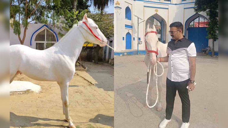 लखनऊ से चोरी हुआ ईरानी नस्ल का सफेद घोड़ा, सुराग देने वाले को मिलेगा बंपर इनाम
