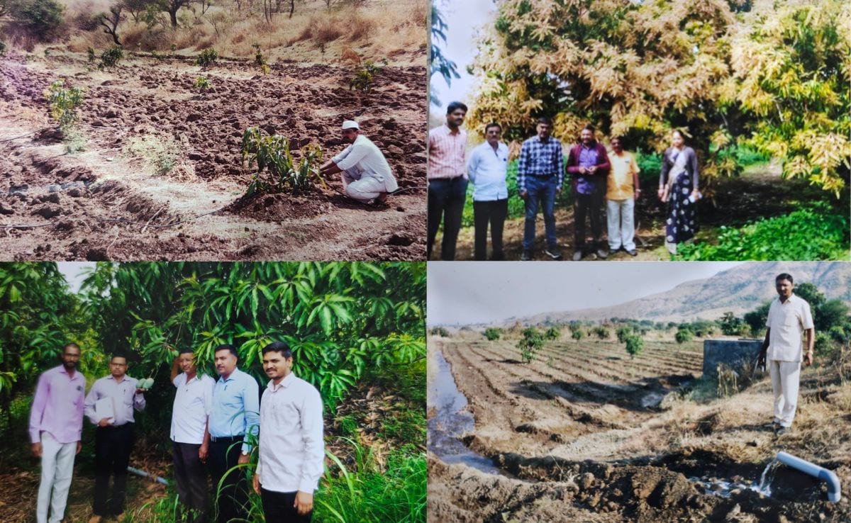 Junnar Gold Mango Junnar Gold Mango