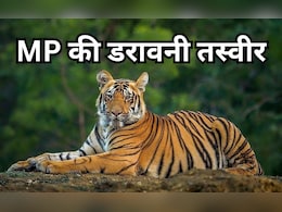 टाइगर स्टेट&hellip; या टाइगर कब्रिस्तान? एमपी में 2025 बना बाघों के लिए 'काल', 54 मौतों से दहला जंगल