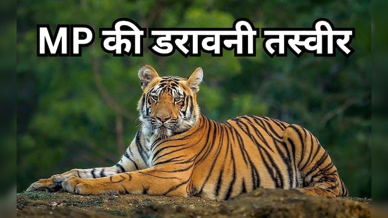 टाइगर स्टेट&hellip; या टाइगर कब्रिस्तान? एमपी में 2025 बना बाघों के लिए 'काल', 54 मौतों से दहला जंगल