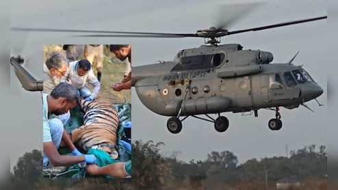 सेना का MI-17 हेलीकॉप्टर, MP से राजस्थान कैसे आई बाघिन? राज्य के पहले टाइगर ट्रांसलोकेशन की कहानी