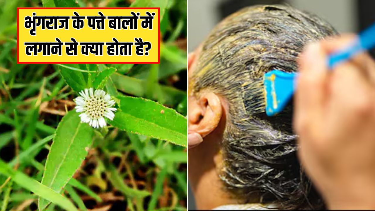 भृंगराज के पत्ते बालों में कैसे लगाएं? डाइटिशियन ने बताया भृंगराज के पत्ते को बालों में लगाने से क्या होता है