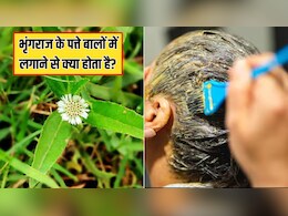 भृंगराज के पत्ते बालों में कैसे लगाएं? डाइटिशियन ने बताया भृंगराज के पत्ते को बालों में लगाने से क्या होता है