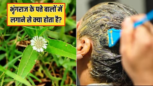 भृंगराज के पत्ते बालों में कैसे लगाएं? डाइटिशियन ने बताया भृंगराज के पत्ते को बालों में लगाने से क्या होता है