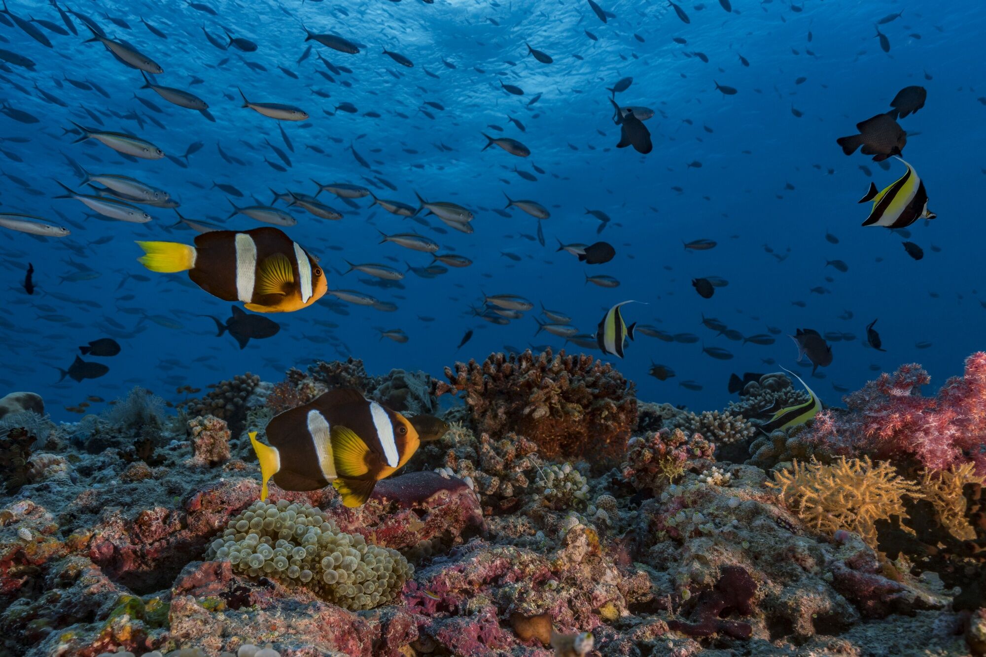 Citigroup And BNP Are Among Banks Exploring $15 Billion Indian Ocean Project