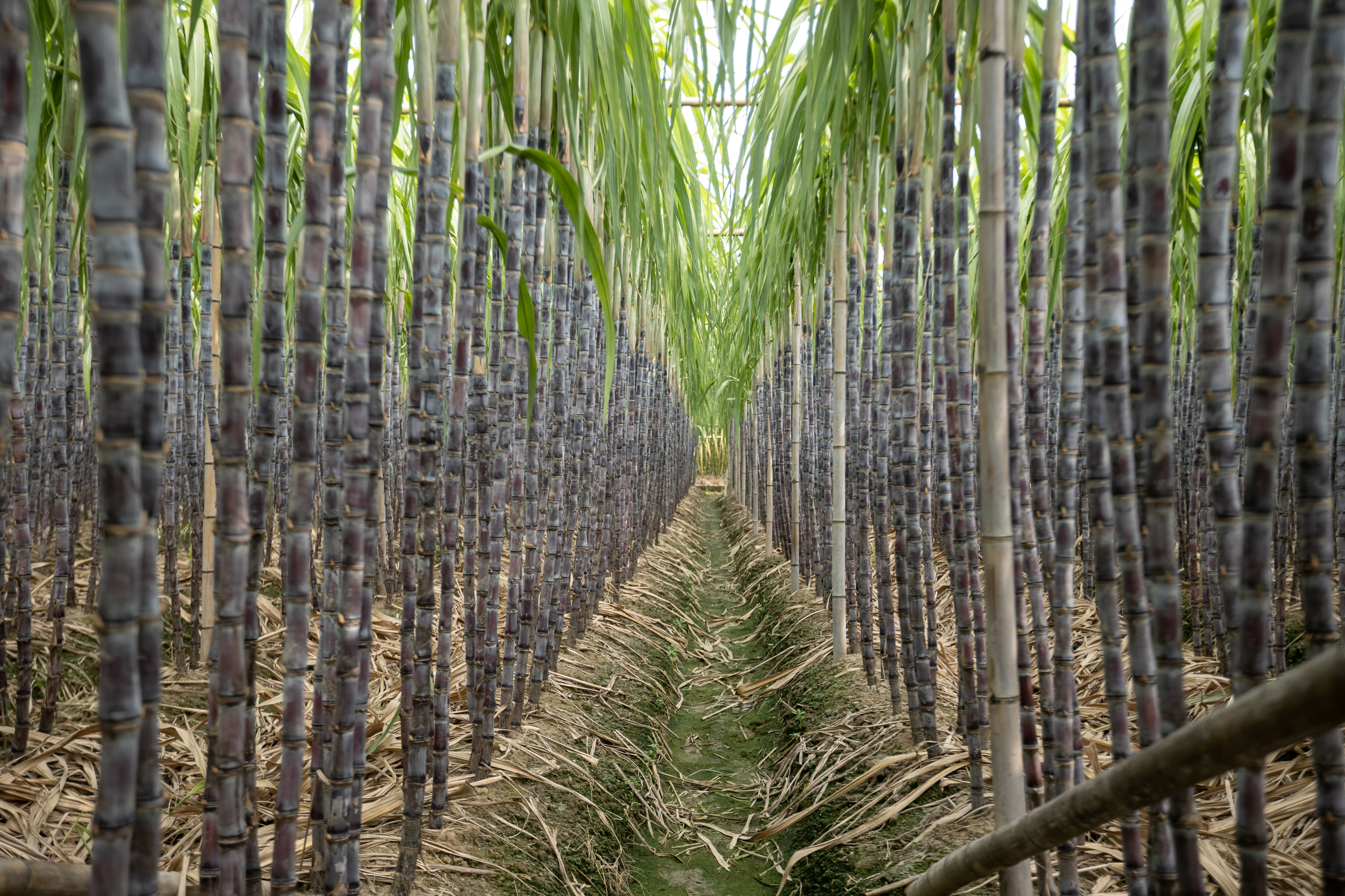 Cap On Sugar Diversion For Ethanol Removed To Address Uttar Pradesh Cane Dues
