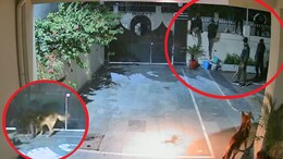 भोपाल VIDEO: कुत्तों को मांस खिलाकर फांदी दीवार, फिर सीनियर एडवोकेट के घर में डाला 18 लाख का डाका