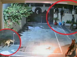 भोपाल VIDEO: कुत्तों को मांस खिलाकर फांदी दीवार, फिर सीनियर एडवोकेट के घर में डाला 18 लाख का डाका