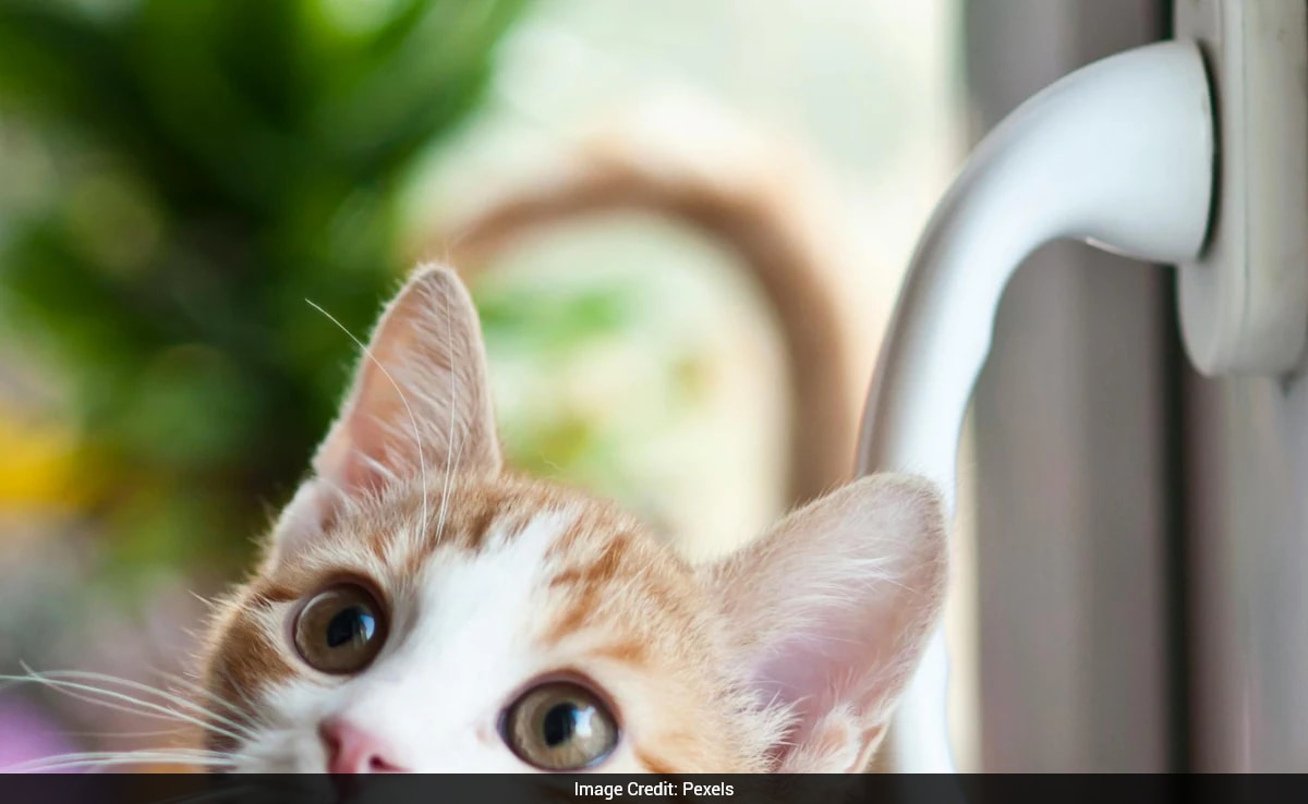 Cat's $400 Vet Visit Ends With A Diagnosis, Internet Reacts