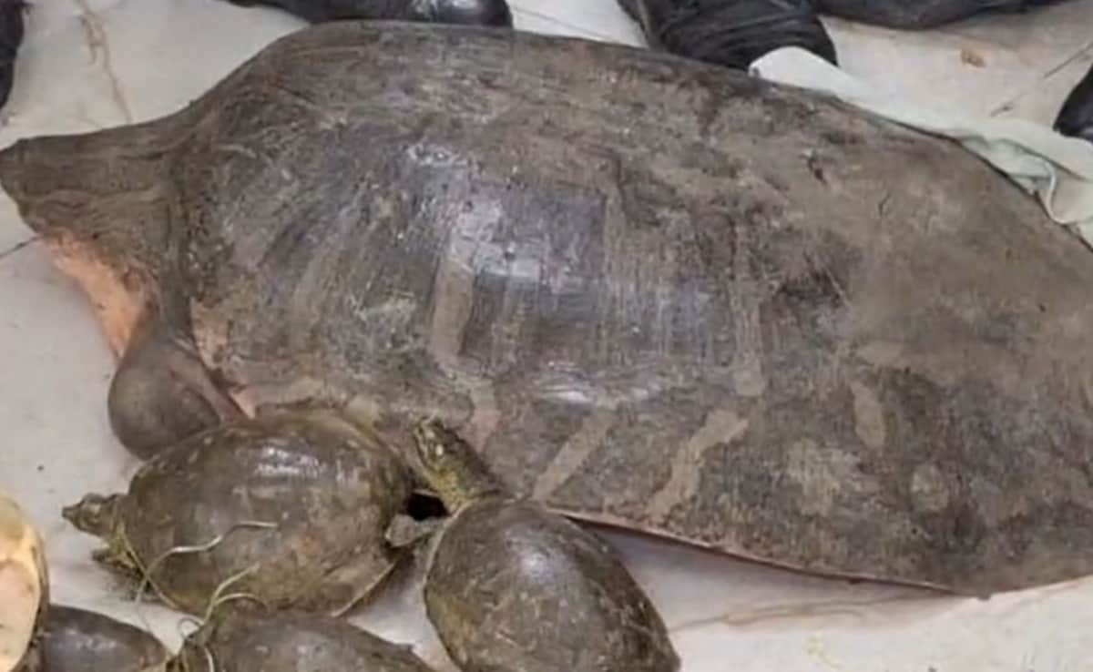 Latest and Breaking News on NDTV