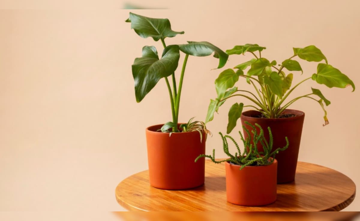 Latest and Breaking News on NDTV