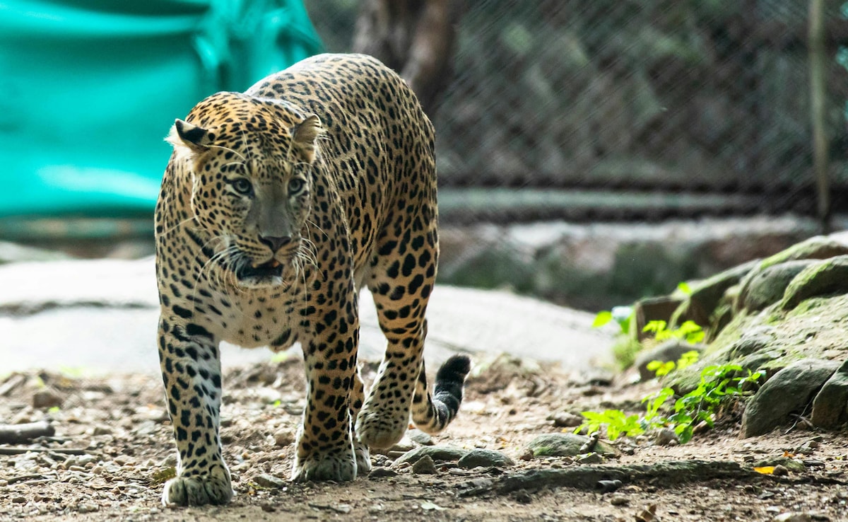 7 Most Unbelievable Animal Stories Of 2025