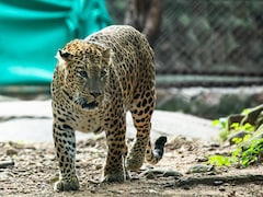 7 Most Unbelievable Animal Stories Of 2025