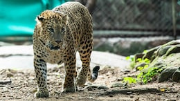 7 Most Unbelievable Animal Stories Of 2025
