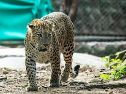 7 Most Unbelievable Animal Stories Of 2025