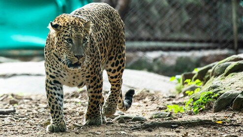 7 Most Unbelievable Animal Stories Of 2025