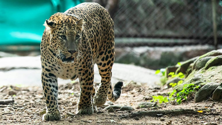 7 Most Unbelievable Animal Stories Of 2025