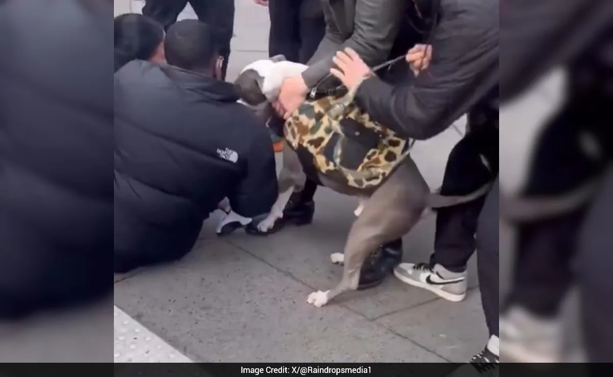 Video: Police Refuse To Charge Owner After Pitbull Attacks 1-Year-Old Baby In New York