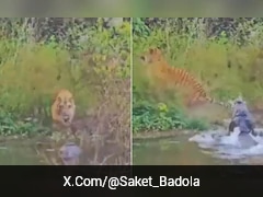 Tiger Narrowly Escapes Crocodile Attack At Corbett Tiger Reserve | Video