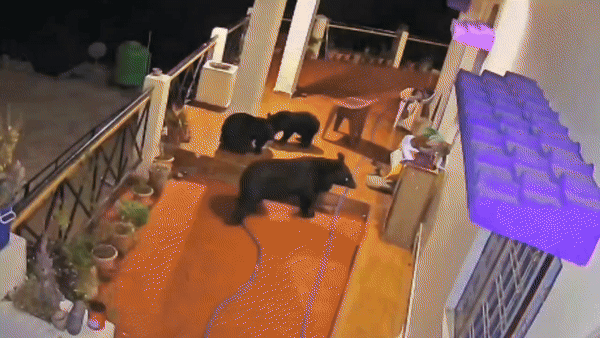 घर में घुस गए भालू, फिर आपस में लड़ने लगे... उत्&zwj;तरकाशी का 31 सेकंड का वीडियो देख दहल जाएगा दिल