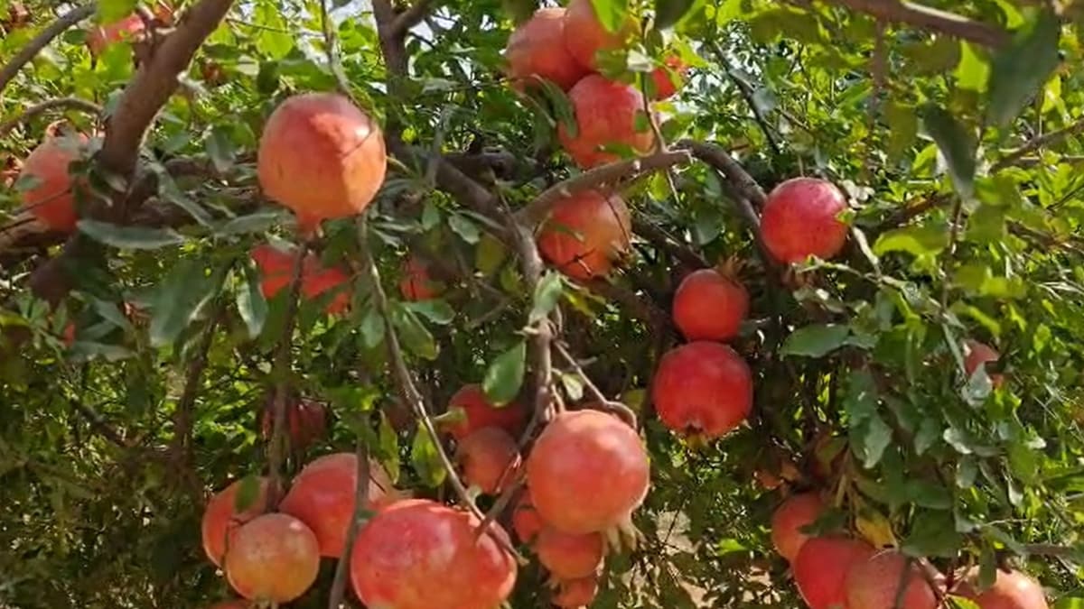 भगवा अनार की नई किस्में हाल ही में विकसित की गई हैं भगवा अनार की नई किस्में हाल ही में विकसित की गई हैं