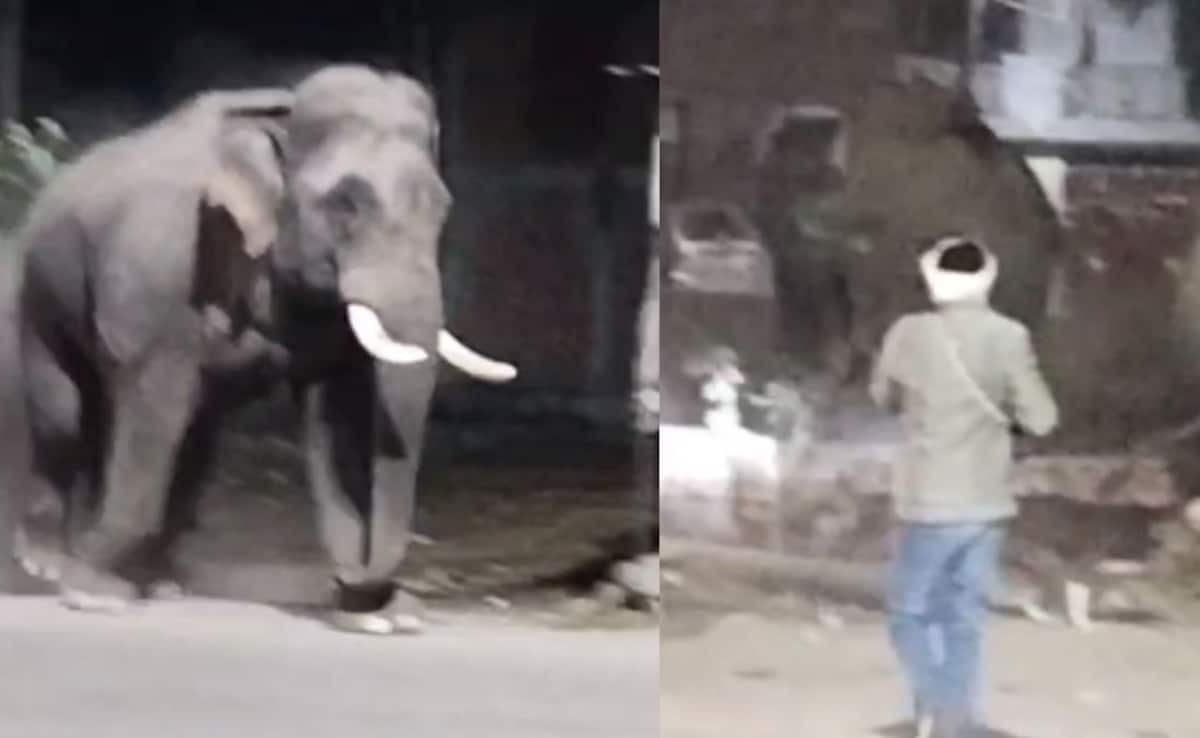 6 Wild Elephants Stray Onto Haridwar Highway, Chaos Follows