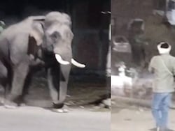 Watch: 6 Wild Elephants Stray Onto Haridwar Highway, Chaos Follows