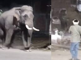 6 Wild Elephants Stray Onto Haridwar Highway, Chaos Follows
