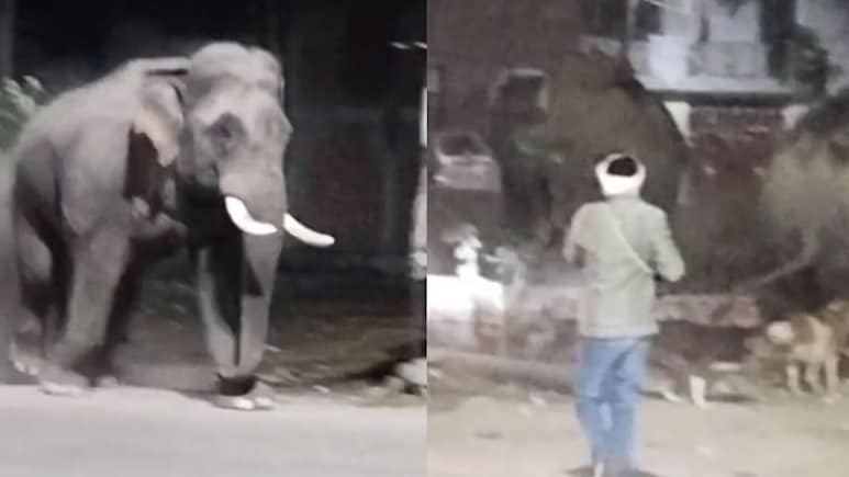6 Wild Elephants Stray Onto Haridwar Highway, Chaos Follows