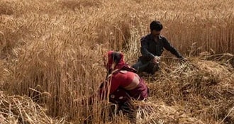 As Russia-Ukraine War Rages On, Egypt Seeks Wheat Supplies From India
