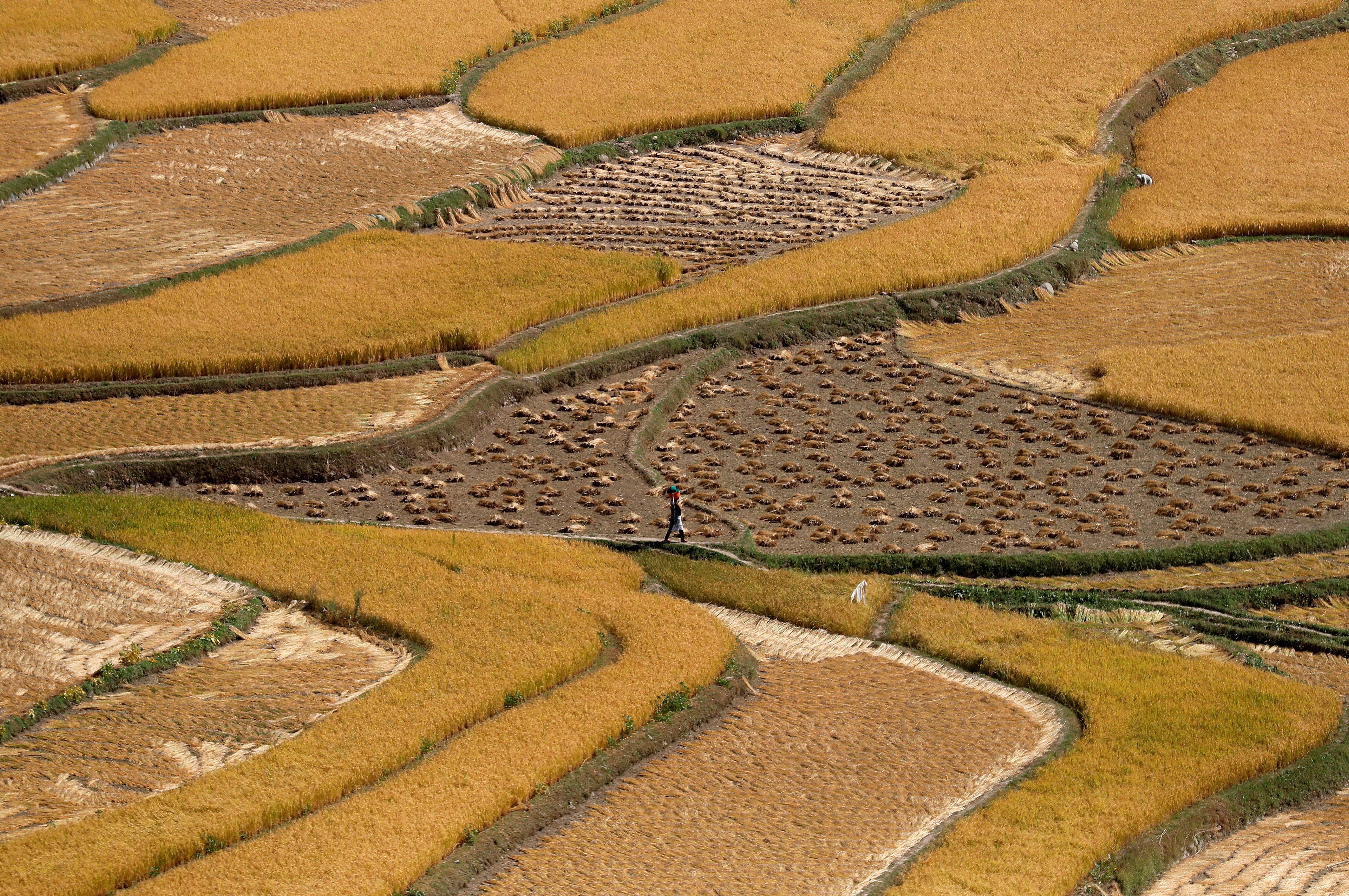 India's Rice Export Curbs To Stoke Food Inflation Worries, Lift Asian Prices