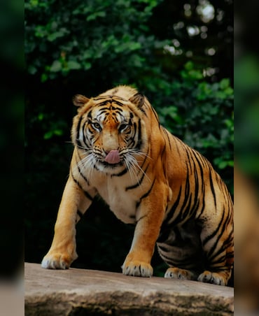 Interesting Facts About Sumatran Tigers