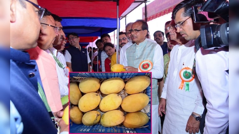 Junnar Gold Mango: 'गोड न्यूज'! 'जुन्नर गोल्ड' आंब्याला केंद्र शासनाची अधिकृत मान्यता; काय आहेत वैशिष्ट्ये?