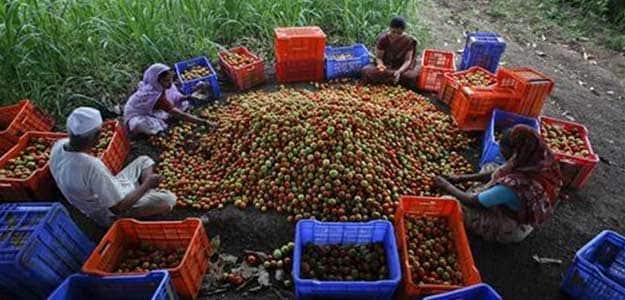 Government Plans Urea Price Hike to Curb Fertiliser Subsidies