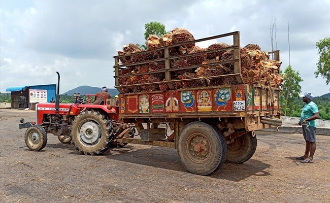 Top Palm Oil Buyer Expects 23% Jump In Imports