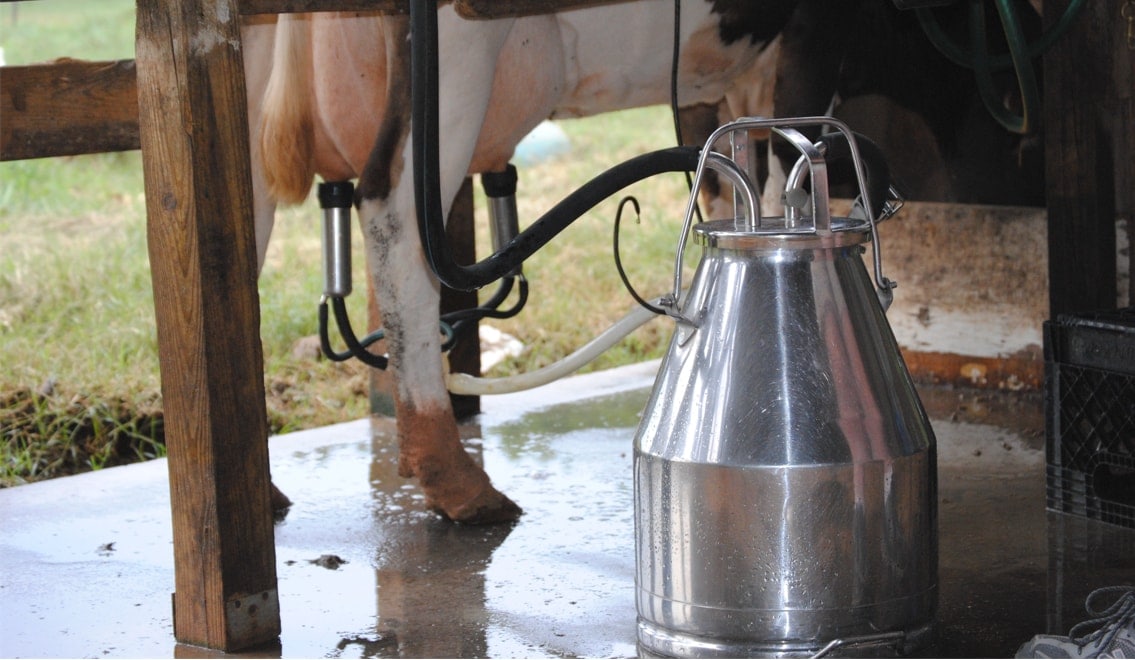 Dairy Sector Outlook - Milk Procurement Prices Likely To Remain Stable ...