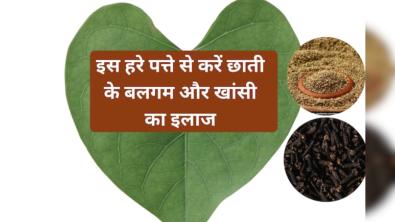 इस हरे पत्ते पर लौंग और अजवाइन लगाकर खाने से, छाती का बलगम हो जाएगा साफ और खांसी भी जाएगी रुक